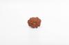Natural 13 Mukhi Rudraksha Bead – Nepali Origin | Bead for Love, Power, Fulfillment, Prosperity, Desire & Manifestation | Organic & Lab Certified