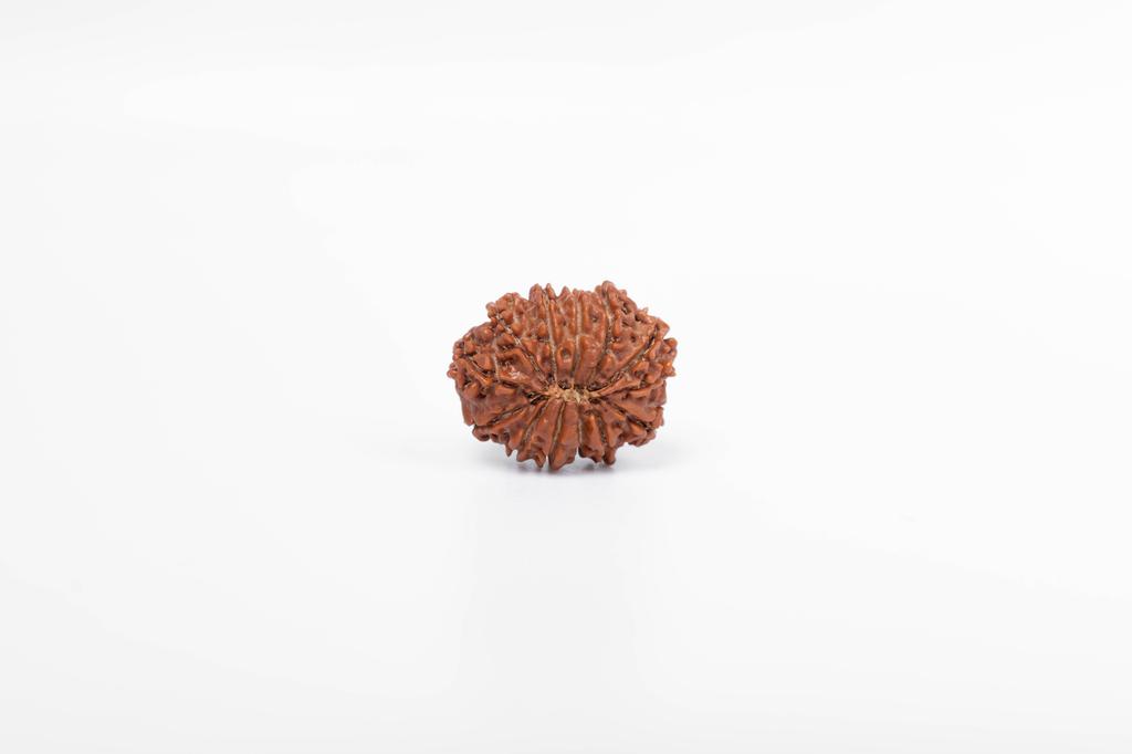 Natural 13 Mukhi Rudraksha Bead – Nepali Origin | Bead for Love, Power, Fulfillment, Prosperity, Desire & Manifestation | Organic & Lab Certified