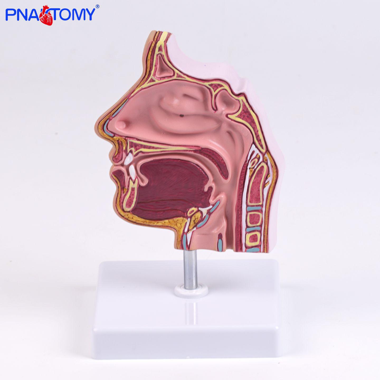 Human Nasal Cavity Anatomy Model for ENT and Otorhinolaryngology 11*11*18 cm