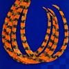 Major Craft Tairaba RED BACK Custom Tie Single Curly Type #11 Golden Orange (2027 Model)