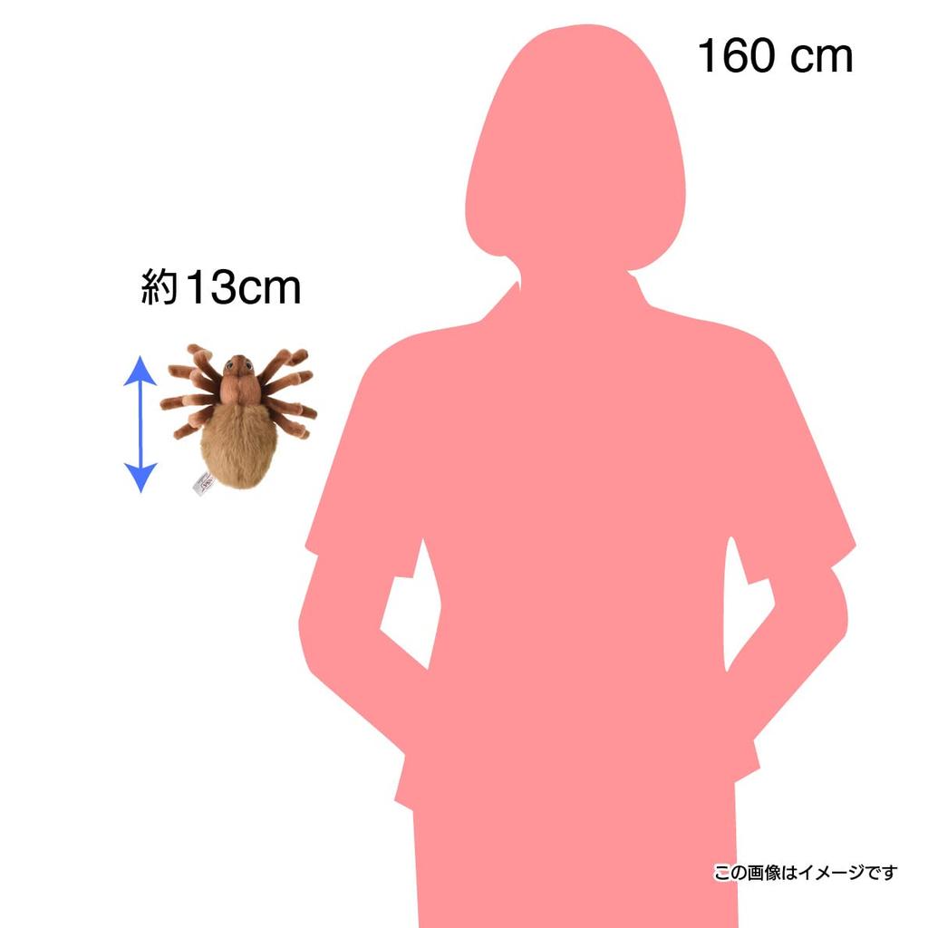 BH8488 HANSA Hnědá tarantule 19