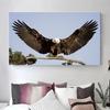 Obraz Eagle Malba na plátně Plakáty a obrazy Nástěnné obrazy do obývacího pokoje Pták Zvíře Domácí Dekorativní Cuadros Bez rámu