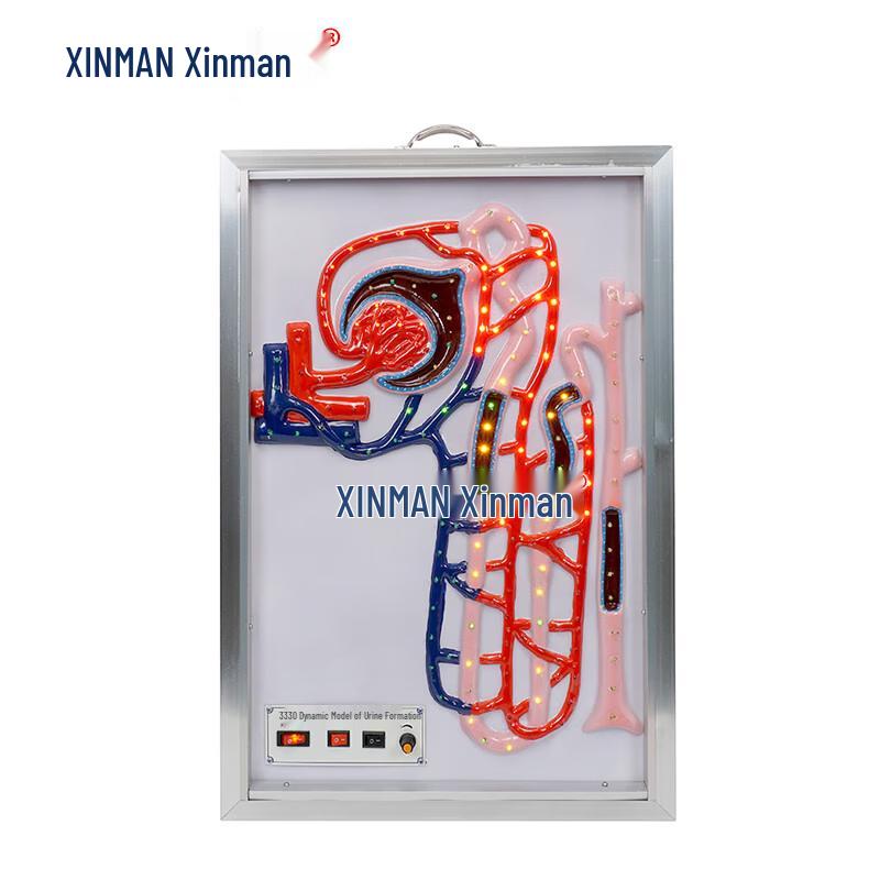 XINMAN Dynamic Electric Urine Formation Model