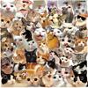 50/100 Pcs Clear Cartoon HD Cat Waterproof Stickers DIY for Phone Scrapbook Suitcase Wall Helmet Headphone Decals