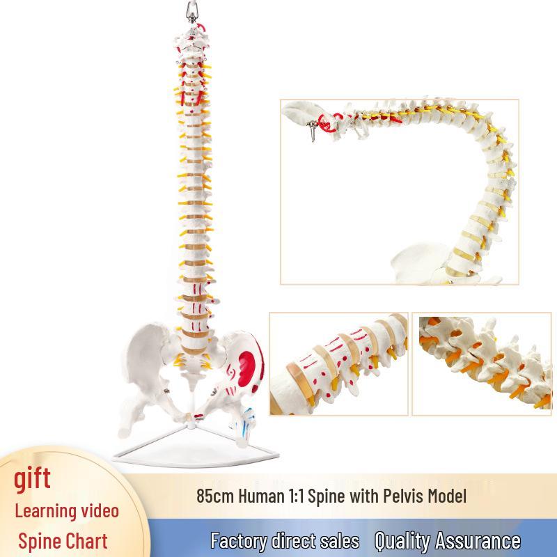 Adult Human Spine Model with Colored Vertebral Bones for Orthopedic Practice 85 cm
