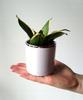 Ceramic Flowerpot for Small Flowers, White, 8 Cm