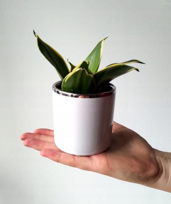 Ceramic Flowerpot for Small Flowers, White, 8 Cm