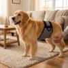 Anti Harassment Dog Training Pants Breathable Dog Physiological Pants Male Dog Diaper Heat Period