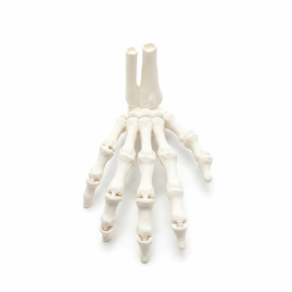 3D Printed Skeleton Hand Realistic Design Ghost Halloween Props Educational Use Right hand