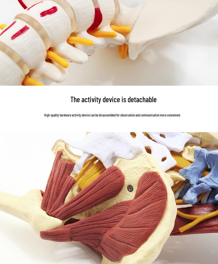 Adult 1:1 Human Spine Model for Chiropractic Practice - Cervical, Lumbar, and Skeleton Display