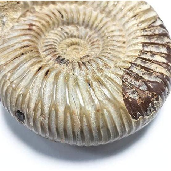 1pc Polished Raw Shell Specimen Madagascar Ammonite Rough Stones for Decor Shell Fossil