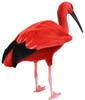 BH8135 HANSA Scarlet Ibis 54