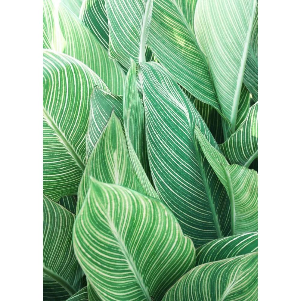 Tropical Plants Poster and Print Toucan Bird Flamingo Parrot Pineapple Canvas Painting Nordic Wall Art Picture Home Decor Cuadro