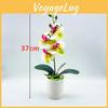 Fake Butterfly Orchid Bonsai With Pvc Material For Living Room Decor And Collectors