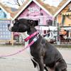 ROOKCRAN Dog Collar Max Molly Magical Stylish Cute Training Pet Collar 119740 & L-size