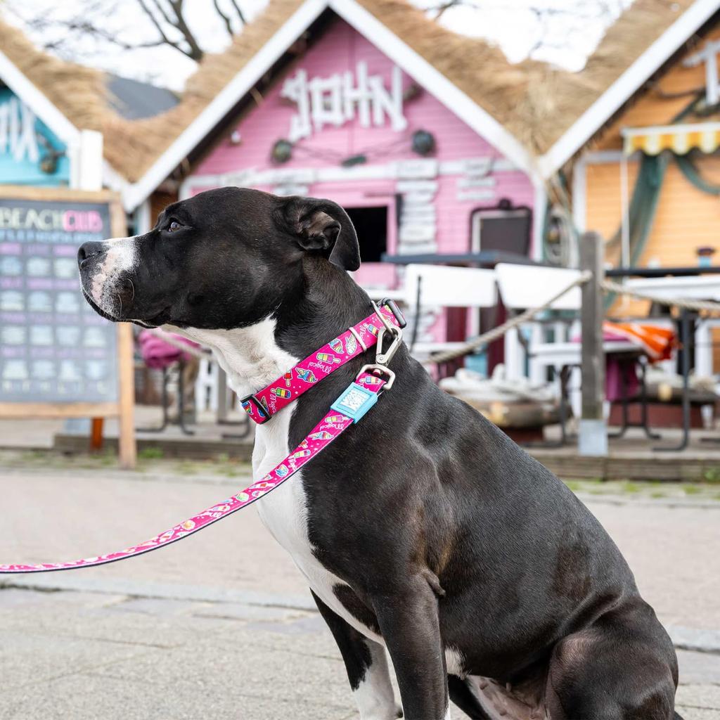 ROOKCRAN Dog Collar Max Molly Magical Stylish Cute Training Pet Collar 119740 & L-size