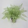 Faux Plastic Pteridium Aquilinum Var Latiusculum Plant Accessories For Gardening Photography And Interior Decoration