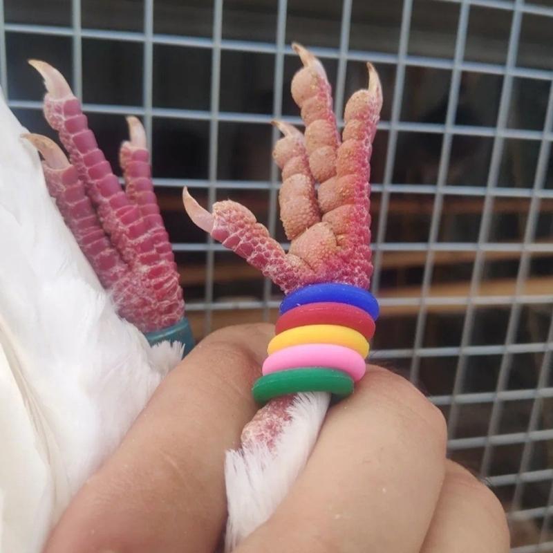 100Pcs Pigeon Foot Rings Elastic 8mm Mixed Colors Identification Rings for Carrier Racing Pigeons Quails Birds Appliances