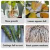 Plant Root Stimulator Promotes Root System Development Seedling Root Strengthener Enhances Vegetable Root Growth