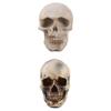 2pcs Resin Tabletop Skeleton Model Dispaly Props