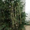Artificial Christmas Glitter Branches Plastic Christmas Tree Decoration  Home Decoration