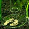 24TE Shrimp Feeder Acrylic Dish Aquarium Fish for Tank Bottom Feeding Tray Reptiles Round Clear Bowl 2.4" Diameter