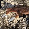1Pc Silicone Fishing Lures Artificial Bait Bass Fishing Bait Cool Fishing Accessory