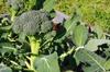 SAFLAX Garden In the Bag - Organic - Broccoli - Calabrese - 100 Seeds - With Substrate In a Fitting Stand Up Bag - Brassica Oleracea