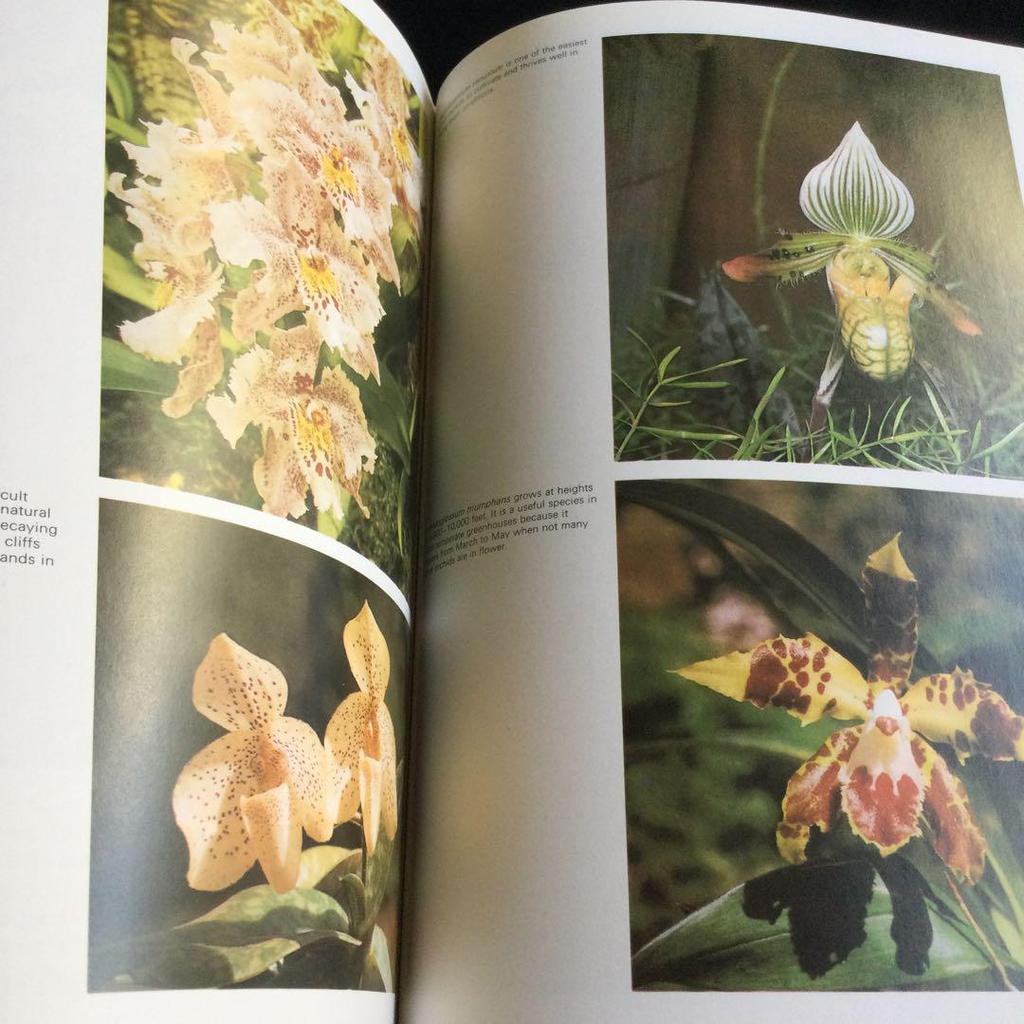 [USED] Orchids, botanical art, illustrated book, orchids, foreign books, orchids, orchids, flowers