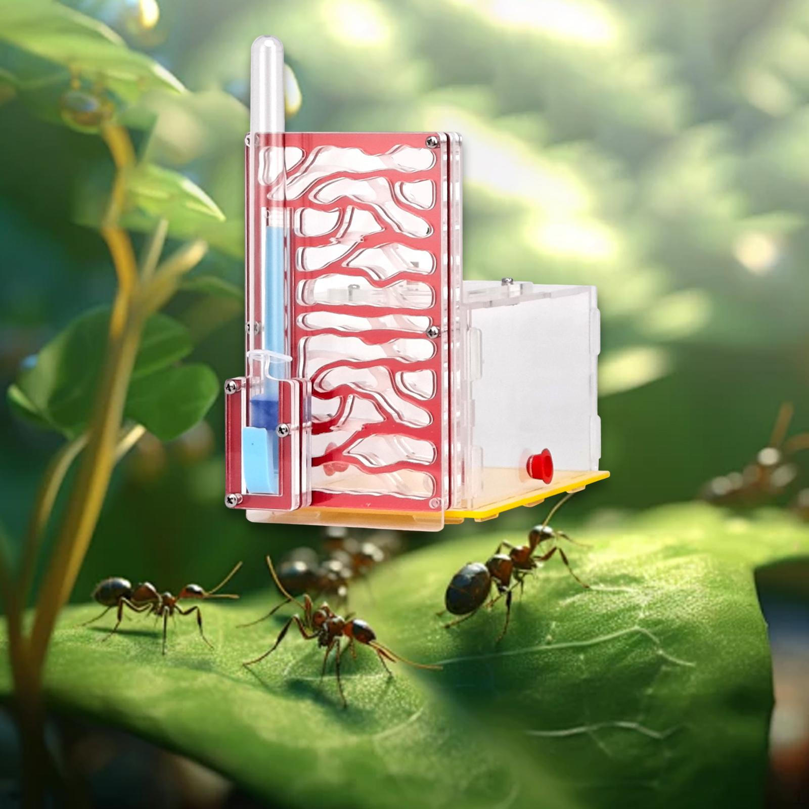 

Ферма с кормушкой, прозрачный корпус для научных наблюдений красный