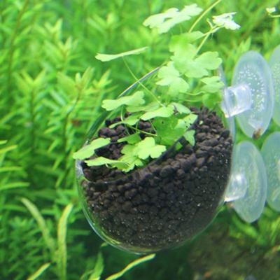 Aquatische Pflanzenschale mit Saughalter Glas Pflanzschale Topf Mini Vase Rote Wurmfutter für Aquarium Aquascaping Dekoration
