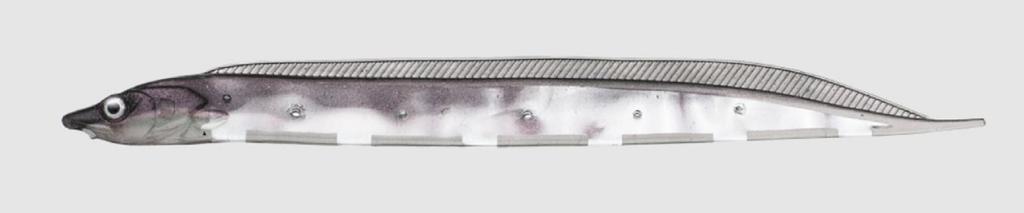 Fish Arrow Soft Lure Flash J Shirasu SW 3 Inch 5 Piece per pack #104 (3609)