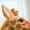 35-140cm Giant Size Doll Giraffe Plush Toy Cute Stuffed Big Deer Dolls Soft Animal Pillow Cushion Birthday Pesent Girls Boys