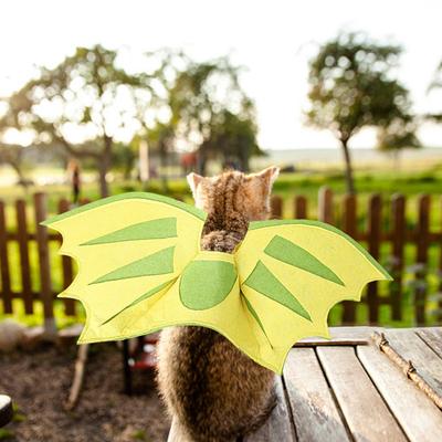 Katten – Kleding voor katten