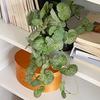 Green Leaf Artificial Plant Decoraitons Wall Yard Garden Ornament Table Decoration Desk Accessories Room Decor