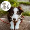 Puppy Vest Leash Pet Supply 2Pcs for Walking and Dress Up Pets