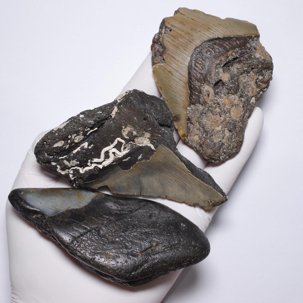 Stone Natural Fossil Megalodon North United States Specimen Set of 6 [N2 Natural] (Carcharocles/Otodus Megalodon) - Carolina, - (2 "One-of-a-kind"