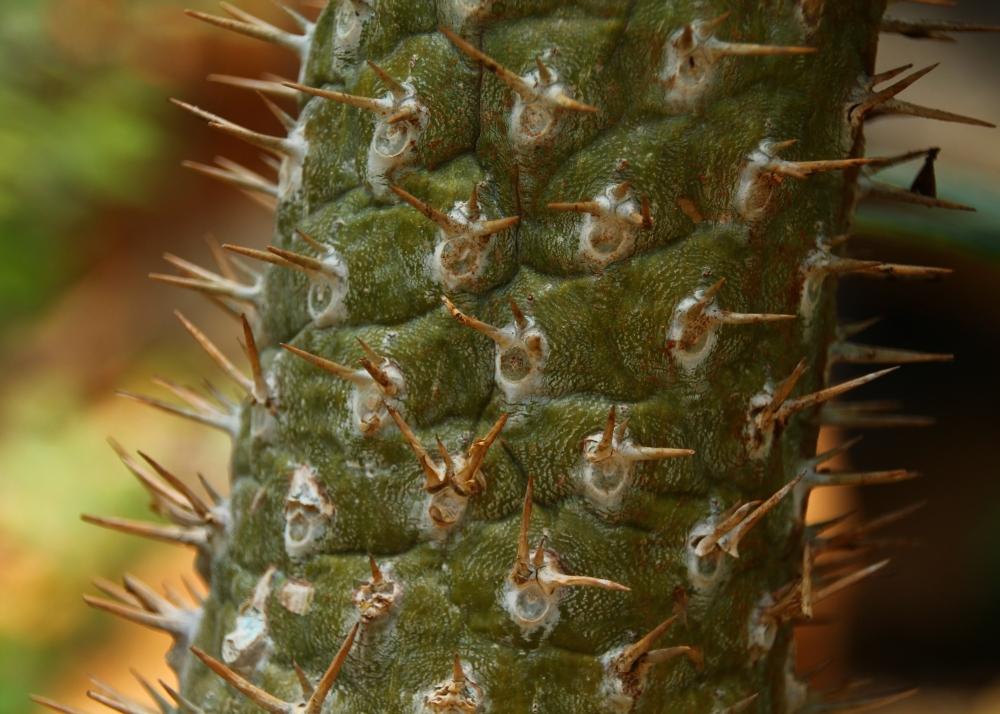 SAFLAX Garden In the Bag - Madagascar Palm - 10 Seeds - With Substrate In a Fitting Stand Up Bag - Pachypodium Lamerei