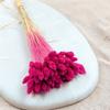 Dried Phalaris - Canary Grass - Fuchsia