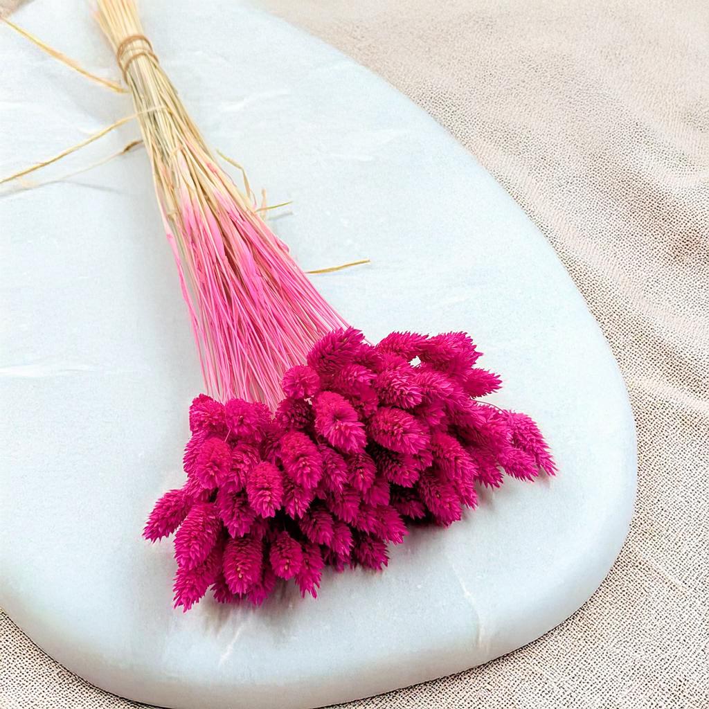 Dried Phalaris - Canary Grass - Fuchsia