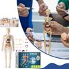 Children's Manikin, Interactive Science Kit Educational Anatomy Toy Kit Human Structure Model Educational Toys