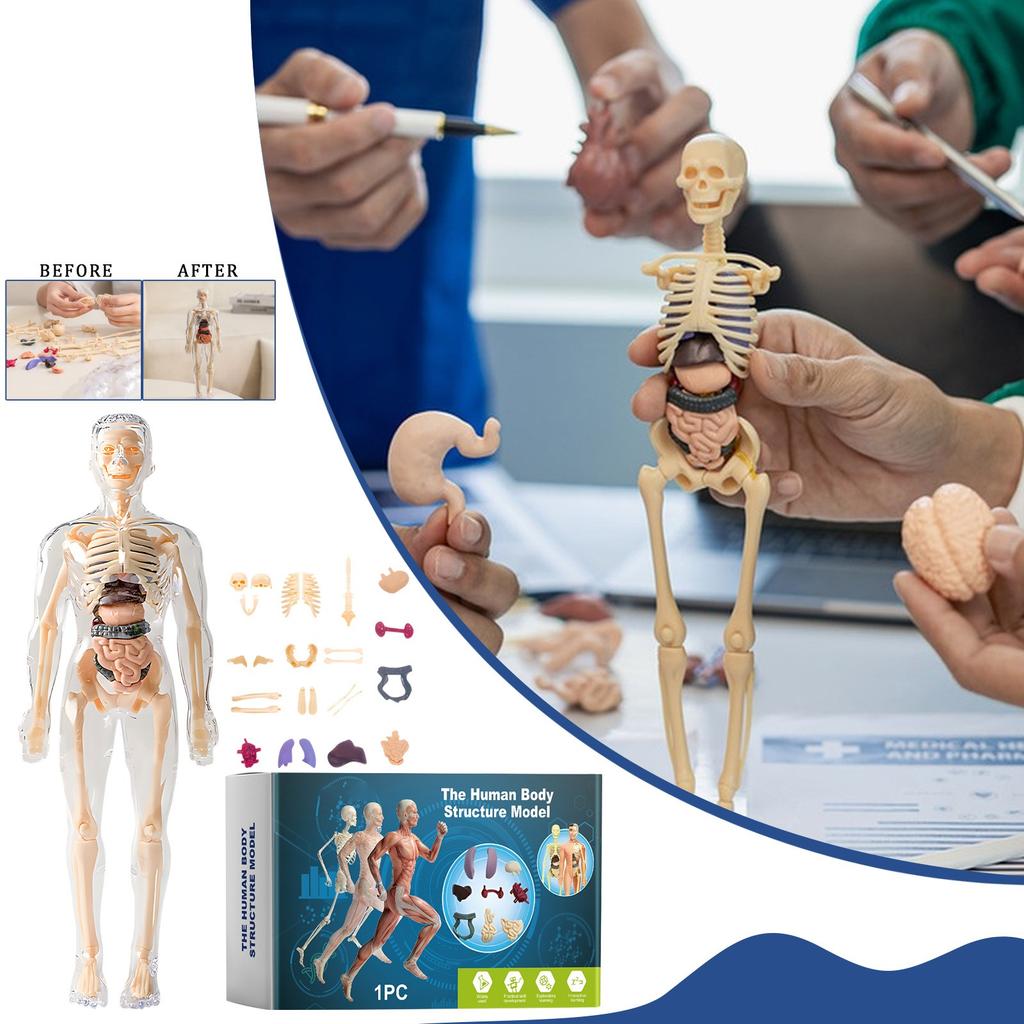 Children's Manikin, Interactive Science Kit Educational Anatomy Toy Kit Human Structure Model Educational Toys