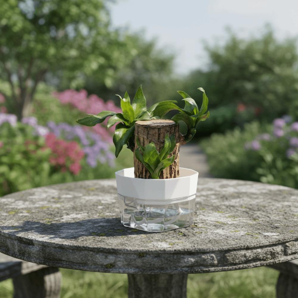 6PCS Root Visibility Hydroponic Container Eco-Friendly Plastic Butterfly Orchid Flowerpot Water Storage Lazy Flowerpot Hyacinth