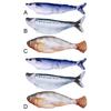 Simulation Fish Catnip Toy Anti-Bite Interactive Cat Exercise Toys Active Moving Pet Plush Toy for All Breeds Cat Kicker