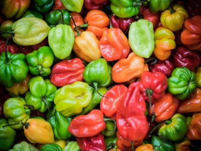 25 semi di peperoni Habanero dell'India occidentale - Verdure dell'orto - Semi contadini riproducibili - Semi-selvatici