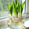 Clear Hydroponics Nursery Pots 4 Grids Tulip Bulb Planter Water Culture Planter  Balcony Planting
