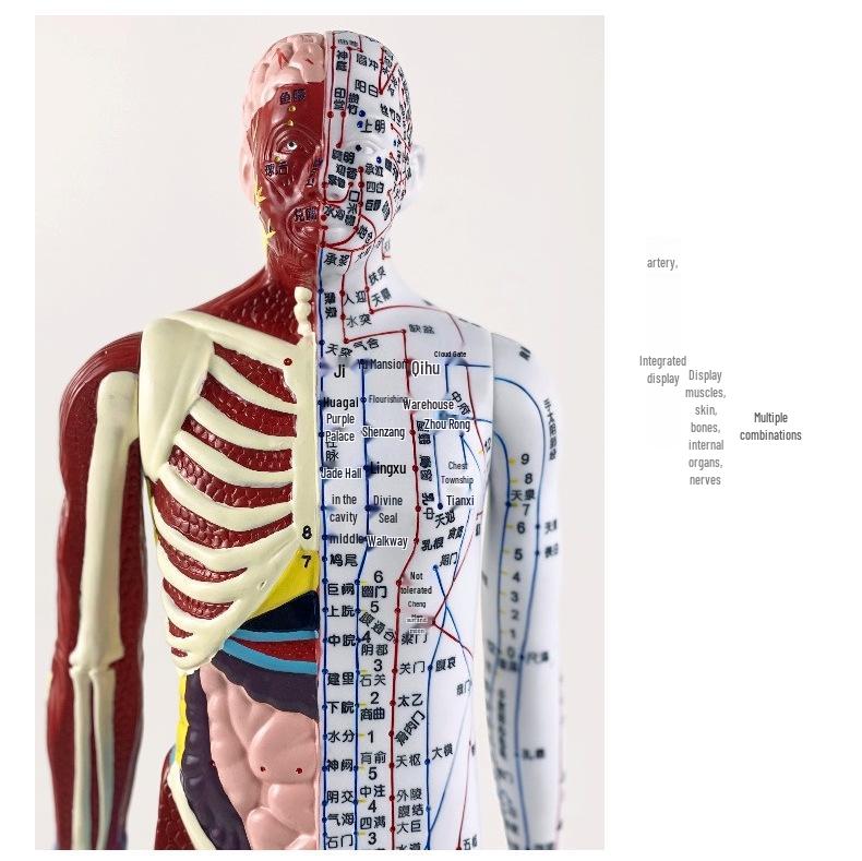 60cm TCM Acupuncture Teaching Model: Human Meridian Acupoint, Half-Skin/Half-Muscle Anatomical Model.