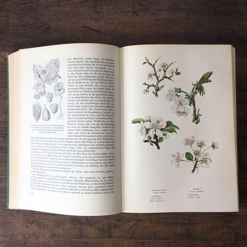 [USED] Foreign books German plant encyclopedias Vintage books Botanical