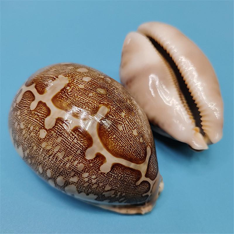 Vzácný přírodní exemplář mušle kauri pro akvárium nebo středomořskou domácí dekoraci