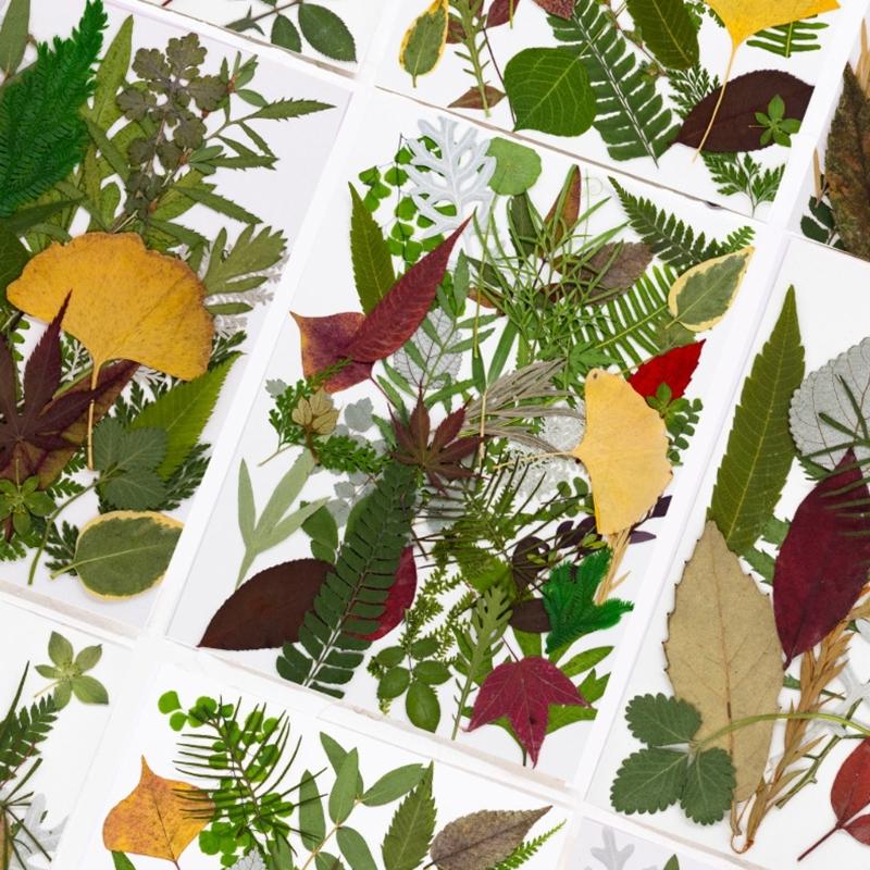 4Packs Dried Plant Specimens Craft Supplies 120 Real Pressed Leaves For DIY Jewelry Home Decors Natural Plant Materials Set